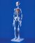 Model Skeleton "Little Jim" Mini Showing Muscle