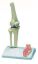 Model Knee Joint Miniature On Stand